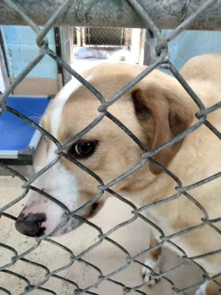 Animal Adoption Center - Thumbnail