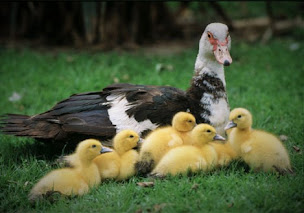Photo n°11 de La Ferme des Caprices de Sidonie à Ronchères (Marché de produits frais)
