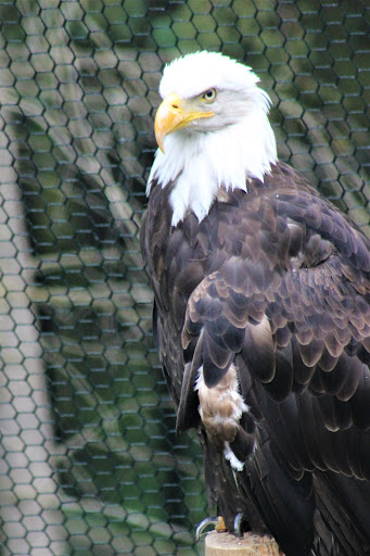 Bald Eagle Exhibit - Visual