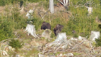 Photos of Wisent-Wildnis am Rothaarsteig :: Wisent-Welt-Wittgenstein