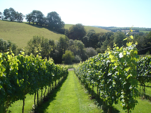 Wellhayes Vineyard