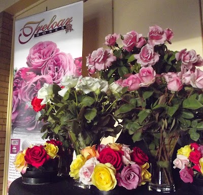 Photos of Treloar Roses