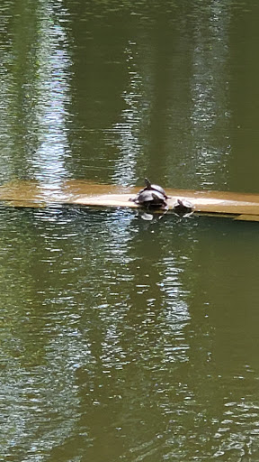 Canterbury Pond - Thumbnail