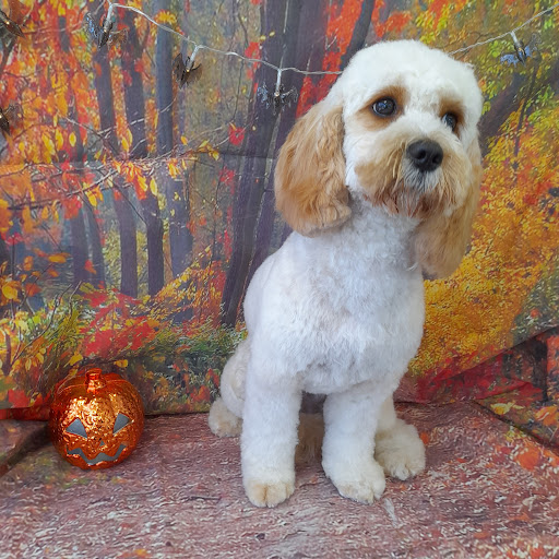Posh Dog Pet Grooming - Thumbnail
