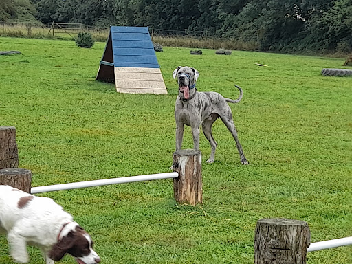 Four Paws Adventure Academy - Thumbnail