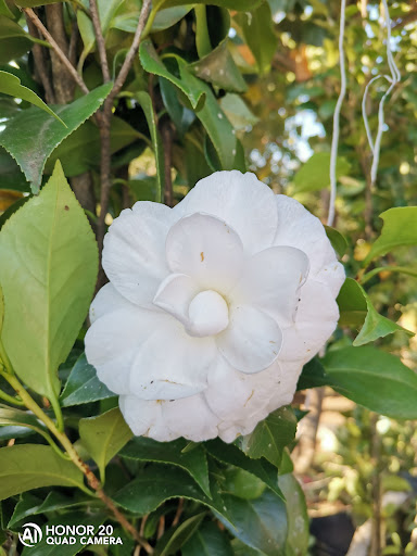 Vivero medina