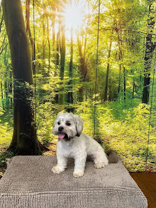 Hund