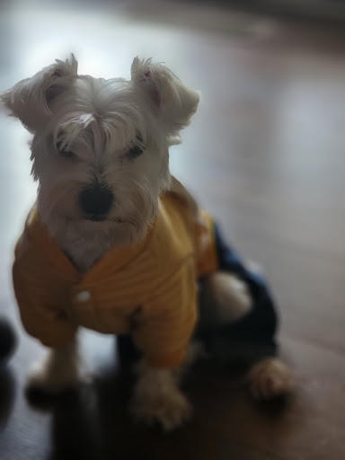 Mutt butt LLC Gallery - United States