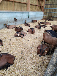 Photo n°22 de Ferme des p'tis bilounes/ La lodge de l'étoile du berger à Cenves (Gîte)