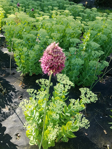 de LaGorgue Public Garden - Thumbnail