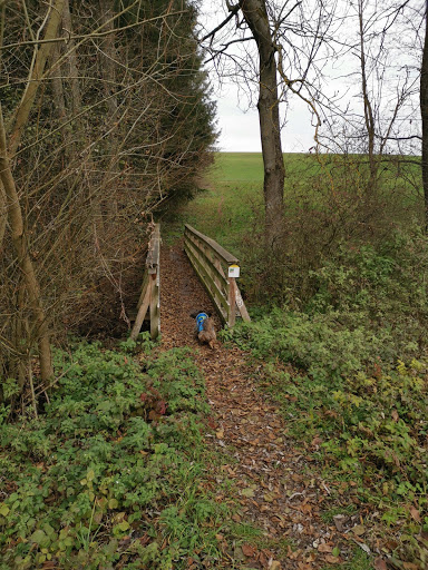 Wald-Wandergebiet Siegelbach - Thumbnail