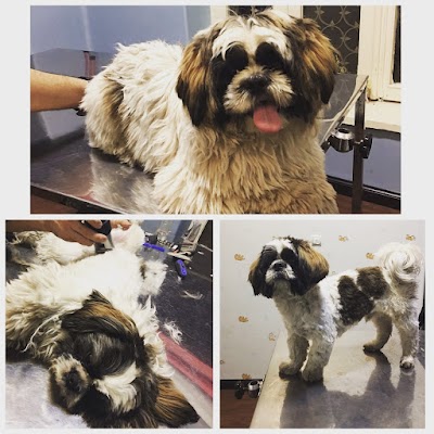 veterinary-care