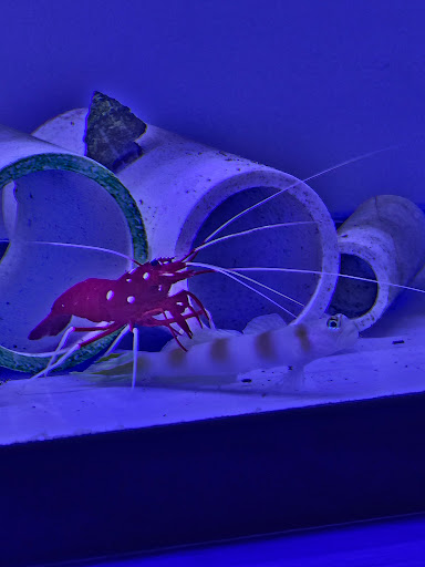 Supreme Reefs - Thumbnail