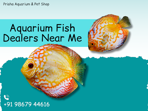 #AquariumFish #FishLovers