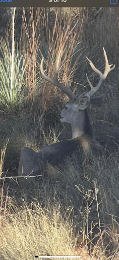 Whitaker's Wild Game Gallery - United States