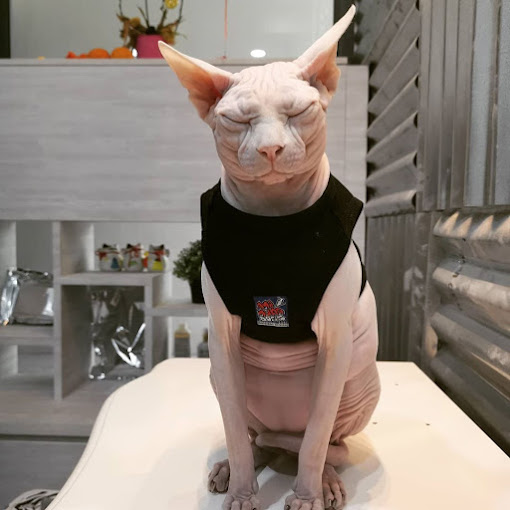 best cat groomer in singapore