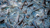 BIHL-EXPLOITATION PISCICOLE DU SUNDGAU à Friesen