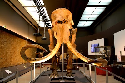 Photos of Museum of Prehistoric Anthropology of Monaco