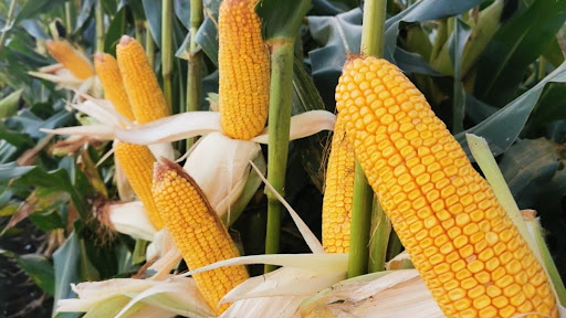 Covega Agropecuaria S.L.