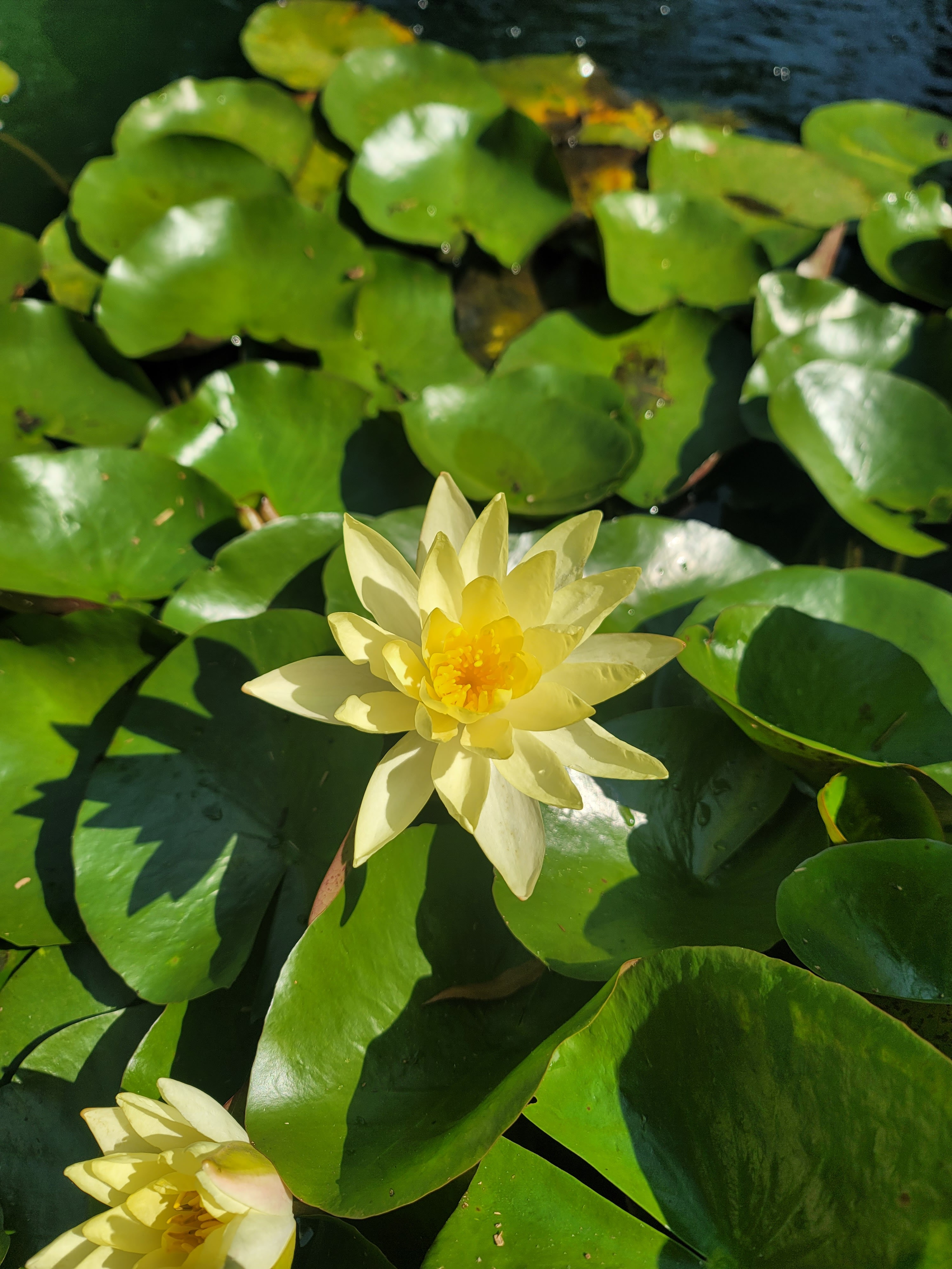 Botanical Garden of the Ozarks