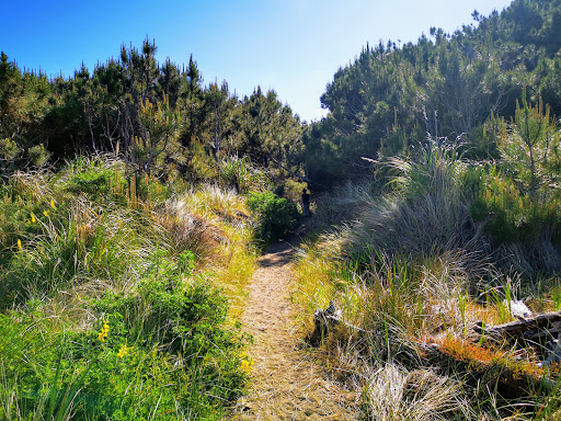 Waiuku Forest - Thumbnail