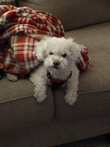 Marengo Animal Hospital - Thumbnail