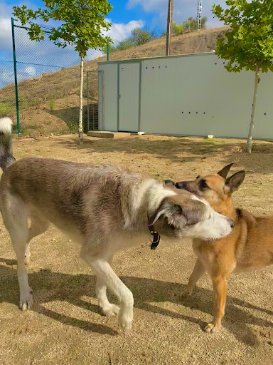 Hotel para perros Centro Canino Vallecan