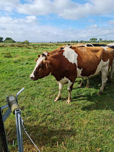 'Staatsbosbeheer - t Roegwold Tetjehorn