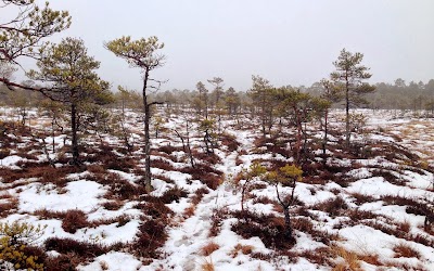 Photos of Simisalu Matsim&auml;e nature trail
