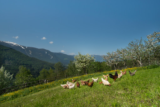 Gönnerhof Urlaub auf dem Biobauernhof - Thumbnail