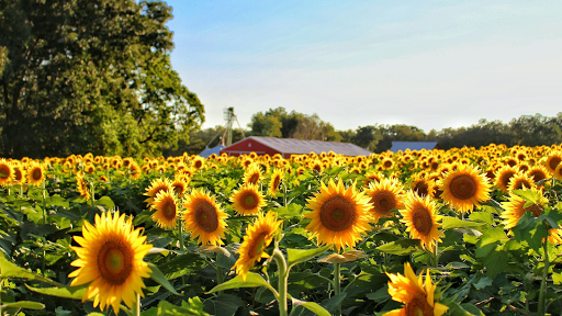 Simple Treasures with Paparazzi - United States
