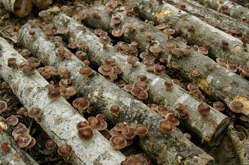 Field & Forest Products Inc.