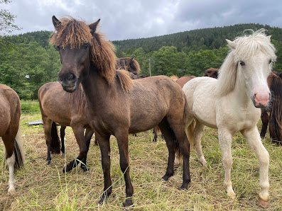 Islandpferde vom Enztalhof - Alexandra Kionka Wiesenweg 45, 75323 Bad Wildbad