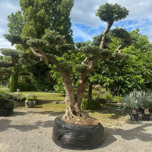 Photo de Jardin Blanc à Saint-Hilaire-du-Rosier (38840)