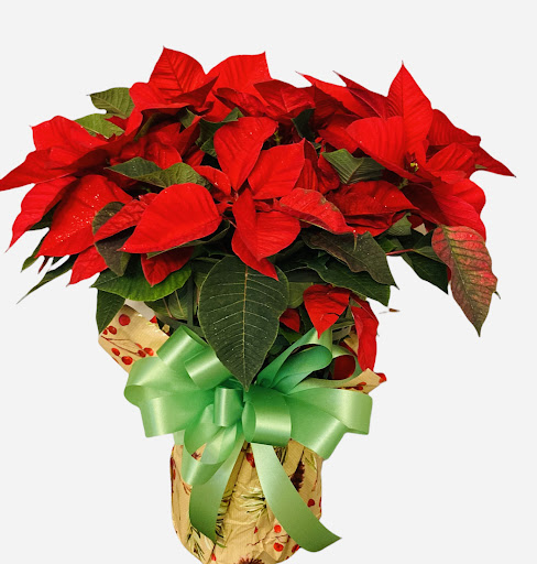 Limón Floral & Gifts - Thumbnail