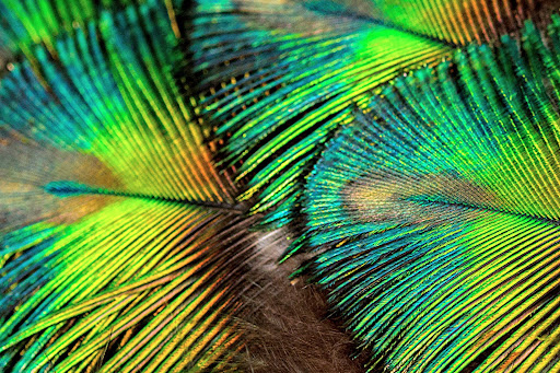 The Villa Wildlife Centre - Thumbnail
