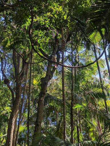 Sea Acres Rainforest Centre - Thumbnail