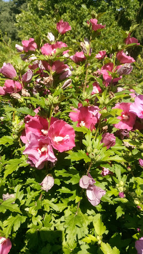 Les Petits Petons Du Blayais - France