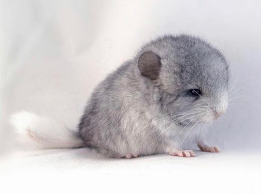 chinchilla villa - Thumbnail