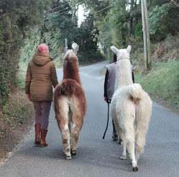 Photo n°21 de les lamas et alpagas d'Acatama à Bollène (Ferme d'élevage)