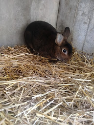 Photo n°3 de Élevage des collines à Les Omergues (Garde d'animaux de compagnie)
