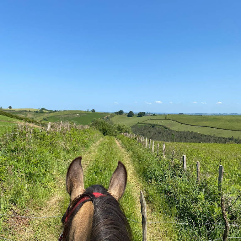 OLHALDEA, CHEVAL PAYS BASQUE