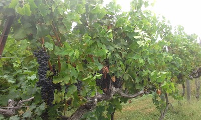 Photos of Valhalla Vineyards