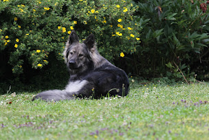 Photo n°31 de Nuance de la Fleur de Vie à Lamadeleine-Val-des-Anges (Éleveur de chiens)