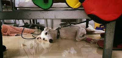 Photos of Umm Suqeim Veterinary Centre - Cat Clinic