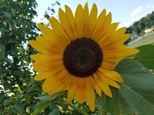WATTSUN ELECTRIC - Visual