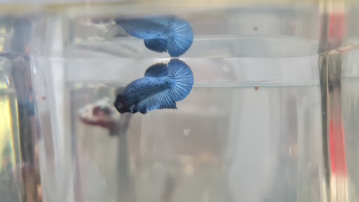 The Betta Collaboration Pte Ltd - Thumbnail