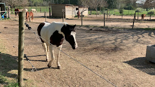 Photo n°20 de Centre Equestre Miramas | Mas de Combe à Miramas (Centre de randonnée équestre)
