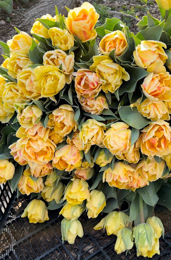 Bountiful Blooms Farm - Thumbnail