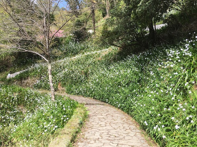 吉野山